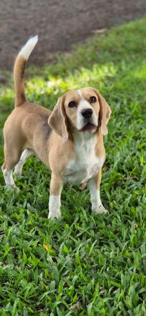 Beagle for sale by TAGJAGER