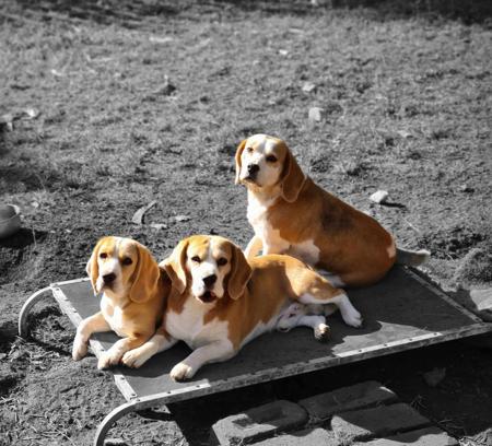 Beagle for sale by TAGJAGER