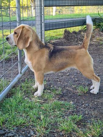 Beagle for sale by TAGJAGER