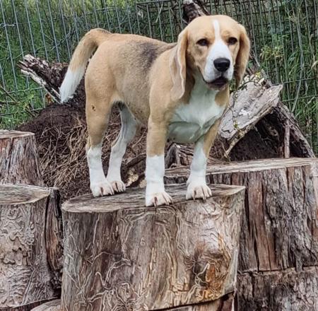 Beagle for sale by TAGJAGER