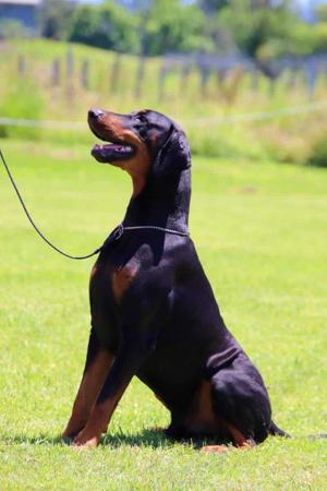 Dobermann puppy for sale by TAGJAGER