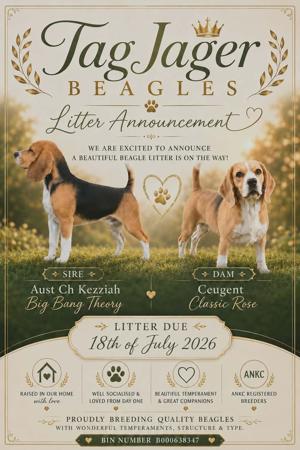Beagle puppy for sale by TAGJAGER