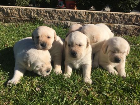 Labrador Retriever puppy for sale by ACALEYA