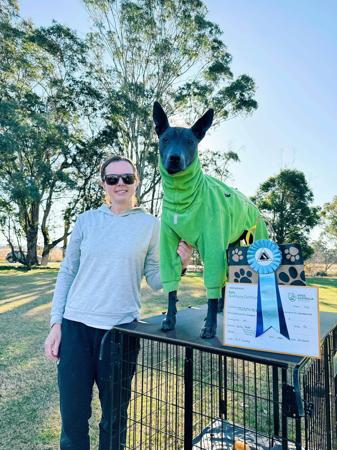 Xoloitzcuintle (Standard) for sale by AMASA