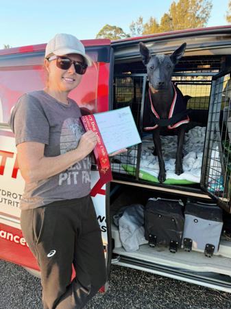 Xoloitzcuintle (Standard) for sale by AMASA