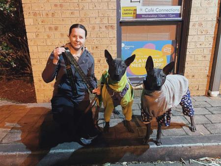 Xoloitzcuintle (Standard) for sale by AMASA