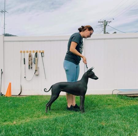 Xoloitzcuintle (Standard) for sale by AMASA