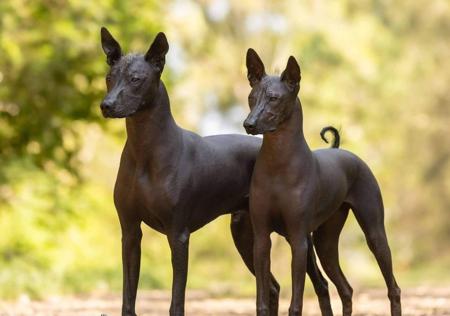 Xoloitzcuintle (Standard) for sale by AMASA