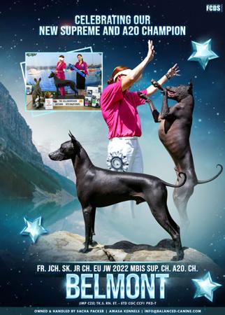 Xoloitzcuintle (Standard) for sale by AMASA