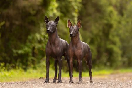 Xoloitzcuintle (Standard) for sale by AMASA