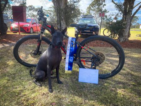 Xoloitzcuintle (Standard) for sale by AMASA