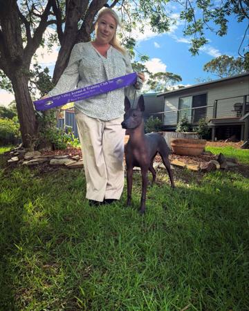 Xoloitzcuintle (Standard) for sale by AMASA