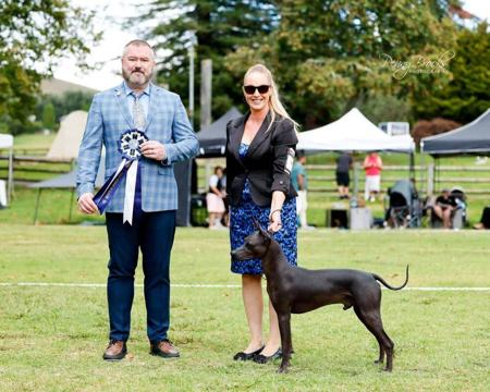 Xoloitzcuintle (Standard) for sale by AMASA