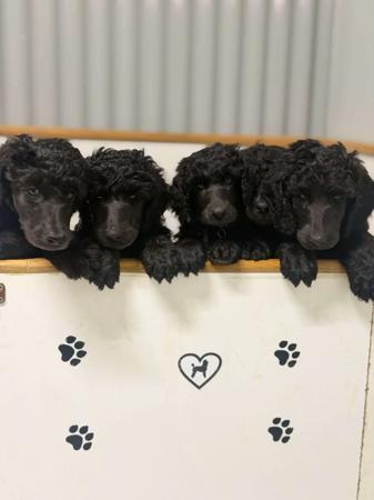 Poodle (Standard) puppy for sale by POODLELUV