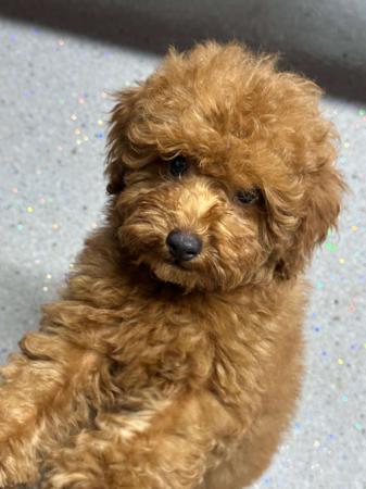 Poodle (Toy) puppy for sale by POODLELUV