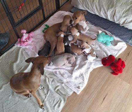 Italian Greyhound puppy for sale by VANTARSI