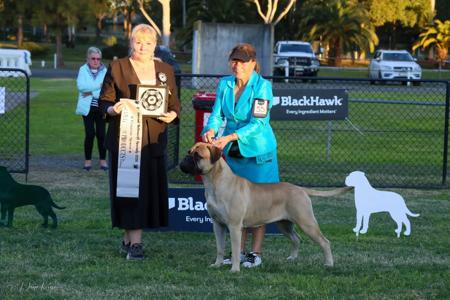 Multi BIS ,RUBIS ,BIG Aust CH Brinkybull Raise A Riot (AI) Bullmastiff