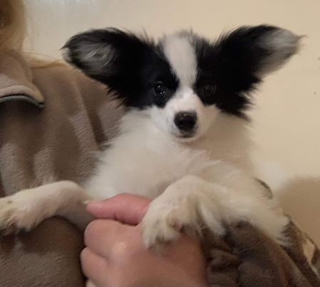 Papillon puppy for sale by JAYJESS