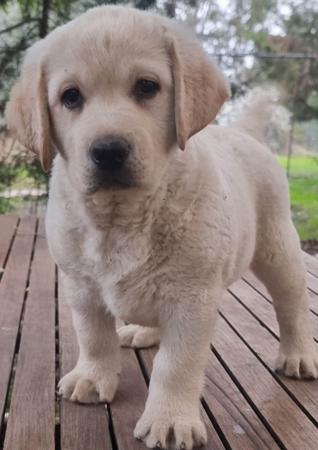 Labrador Retriever puppy for sale by AMAIORE