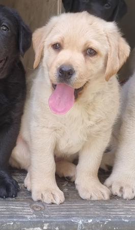 Labrador Retriever puppy for sale by AMAIORE