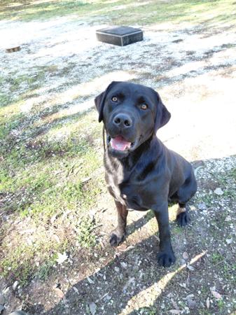 Labrador Retriever puppy for sale by AMAIORE