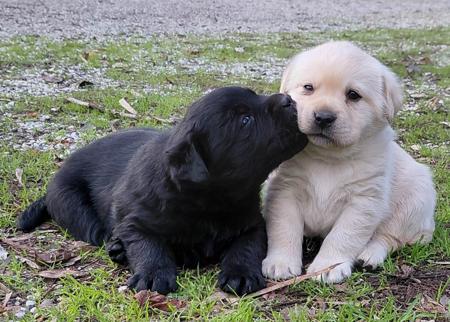 Labrador Retriever puppy for sale by AMAIORE
