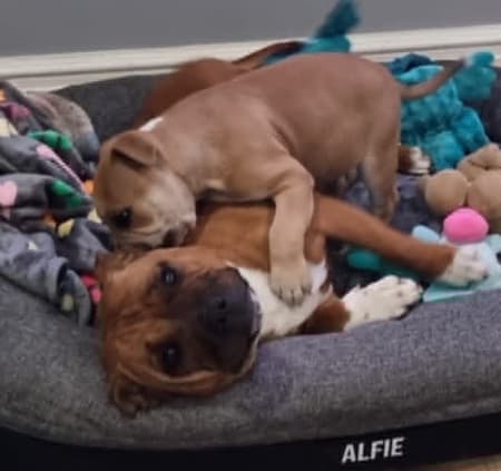 Staffordshire Bull Terrier for sale by ROYALRASCALS