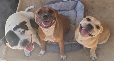 Staffordshire Bull Terrier for sale by ROYALRASCALS