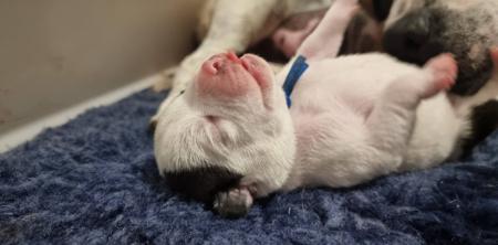 Staffordshire Bull Terrier for sale by ROYALRASCALS