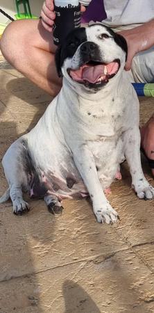 Staffordshire Bull Terrier for sale by ROYALRASCALS