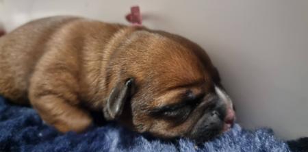 Staffordshire Bull Terrier for sale by ROYALRASCALS