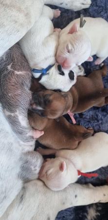 Staffordshire Bull Terrier for sale by ROYALRASCALS