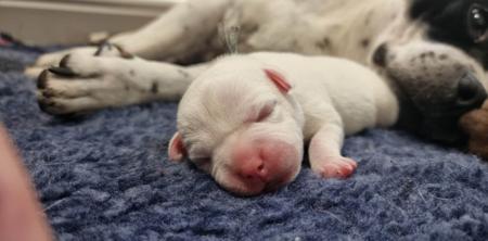 Staffordshire Bull Terrier for sale by ROYALRASCALS