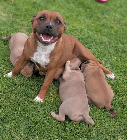 Staffordshire Bull Terrier for sale by ROYALRASCALS