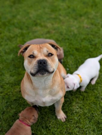 Staffordshire Bull Terrier for sale by ROYALRASCALS