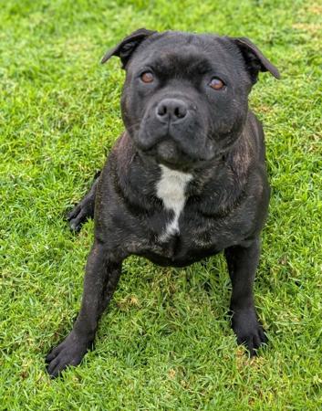 Staffordshire Bull Terrier for sale by ROYALRASCALS