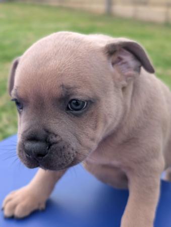 Staffordshire Bull Terrier for sale by ROYALRASCALS