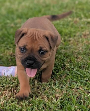 Staffordshire Bull Terrier for sale by ROYALRASCALS