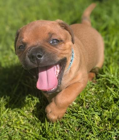 Staffordshire Bull Terrier for sale by ROYALRASCALS
