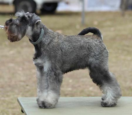 Schnauzer (Miniature) for sale by JESBEC