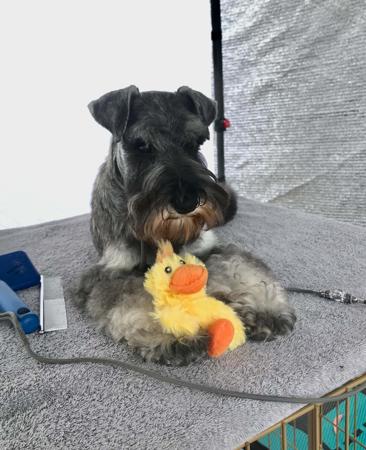 Schnauzer (Miniature) for sale by JESBEC