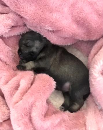 Schnauzer (Miniature) for sale by JESBEC