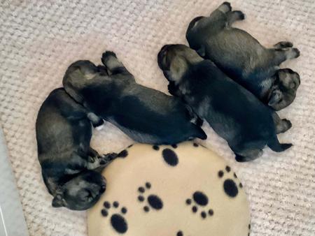 Schnauzer (Miniature) for sale by JESBEC