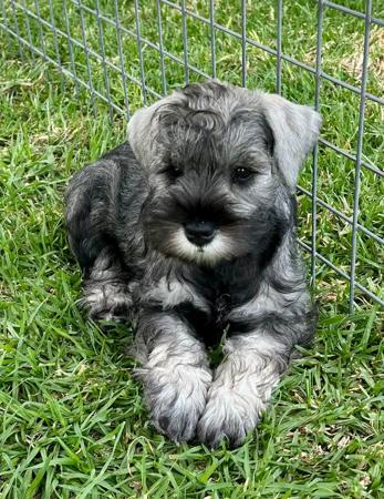 Schnauzer (Miniature) puppy for sale by ROOSEN
