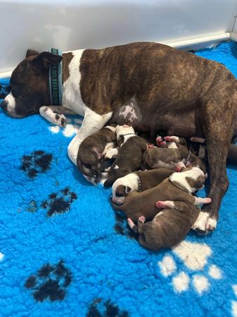 American Staffordshire Terrier puppy for sale by KABERE