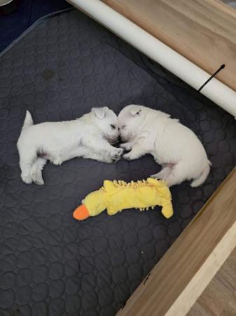 West Highland White Terrier for sale by TURNLEA