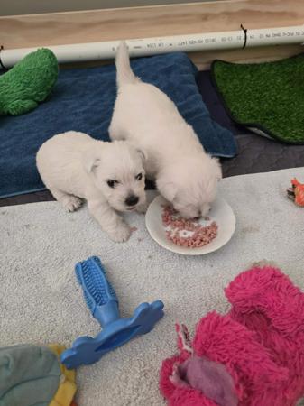 West Highland White Terrier for sale by TURNLEA