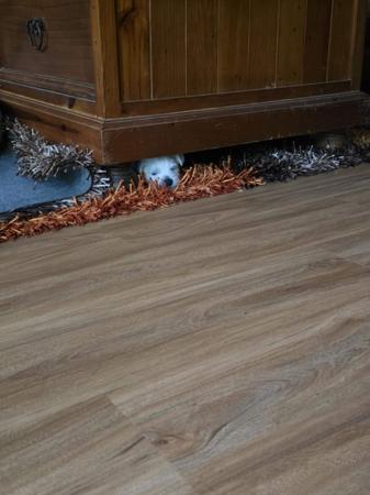 West Highland White Terrier for sale by TURNLEA