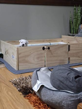 West Highland White Terrier for sale by TURNLEA