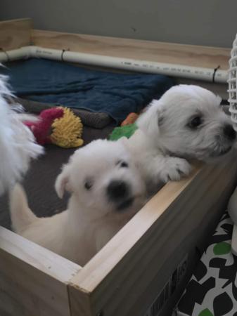 West Highland White Terrier for sale by TURNLEA